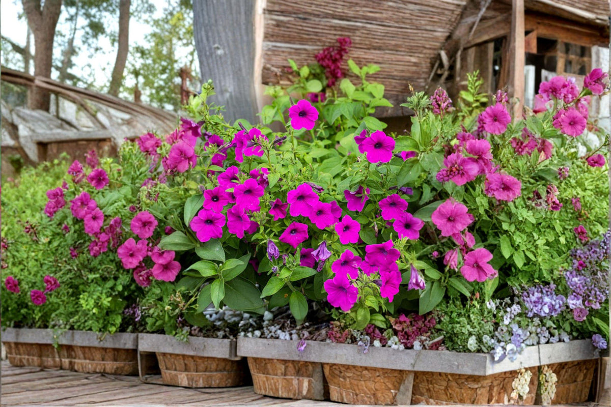 Christmas Cactus Starter Plant - Miss Shimano - Schlumbergera Truncata - Well-Rooted Indoor Cactus for Holiday Decor