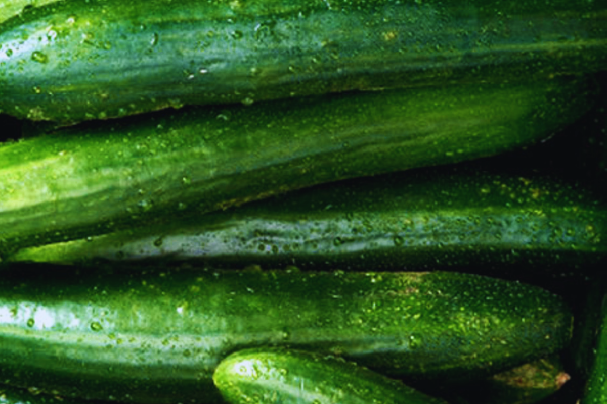 Cucumber Seeds | Asia Summer Variety | NON-GMO Organic | Cucumis sativus | Easy to Grow and High Yield