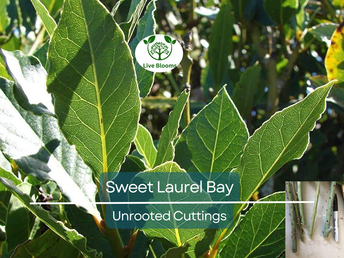 Late Lilac Bush 12"-18" Live Bare Root Plant - Syringa villosa - Hardy Fragrant Pinkish-Lavender Flowers for Zones 3-7