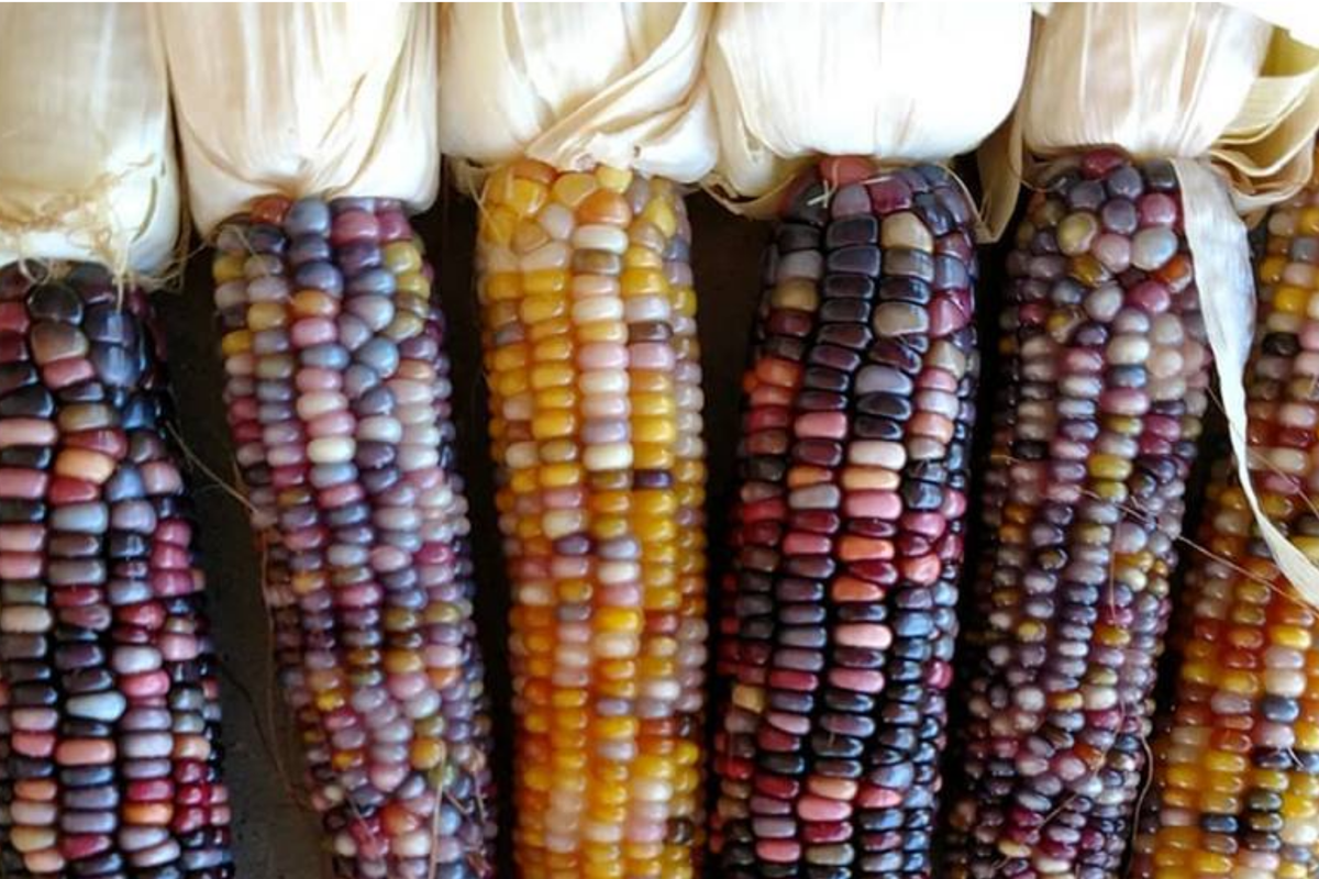Organic Corn Seeds | Heirloom Sticky Waxy Sweet White Purple | Non-GMO Zea mays | Unique Flavorful Variety for Home Garden