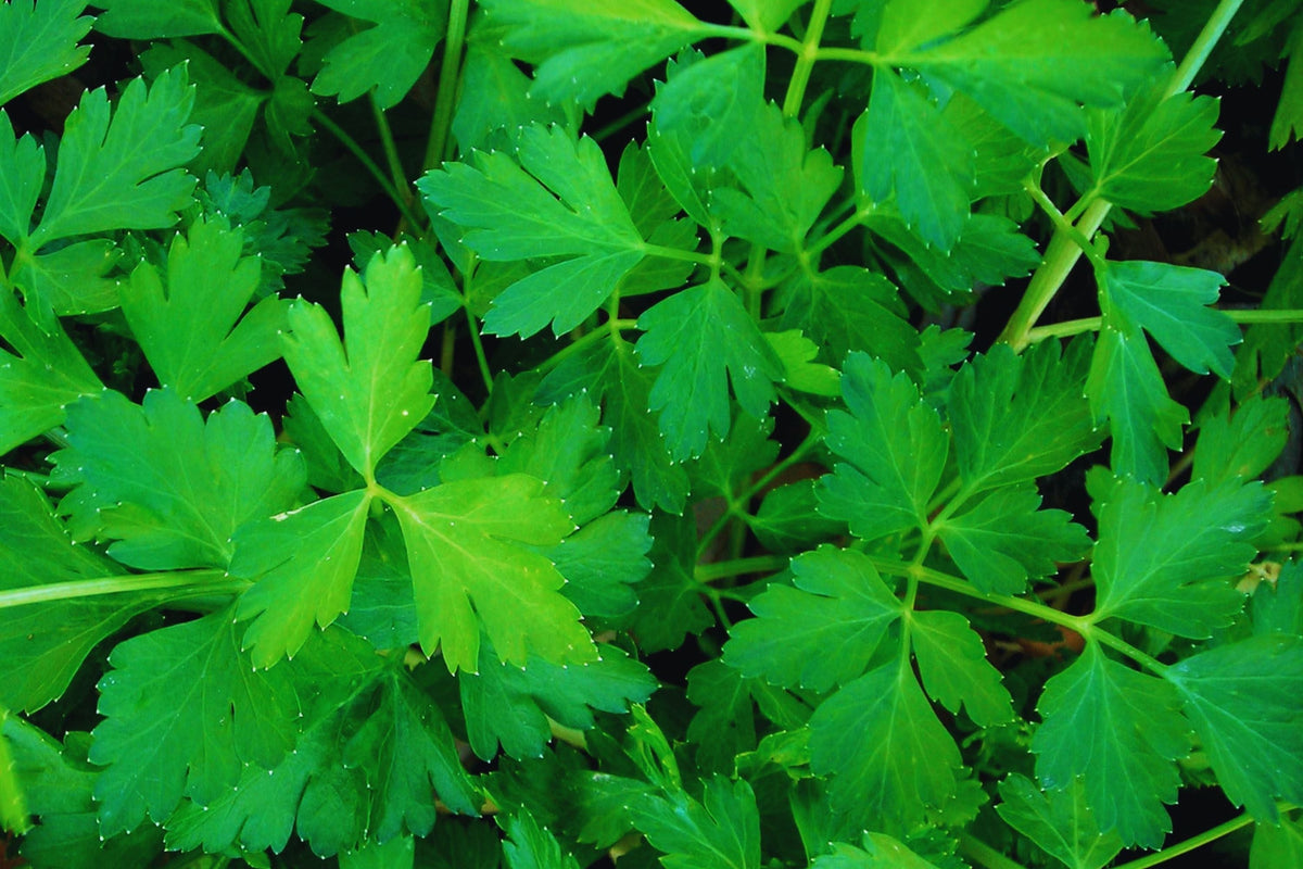 Italian Flat Leaf Parsley Seeds | Dark Green Non-GMO | Petroselinum crispum | Herb Garden Seed Packet