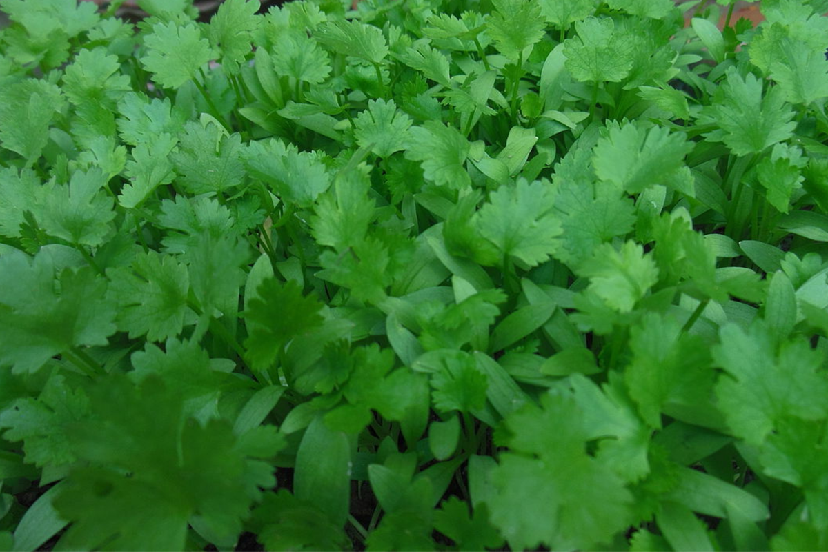 Cilantro Seeds 500+ Non-GMO Culinary Herb Coriander Seeds Coriandrum sativum for Fresh Flavor in Kitchen Garden