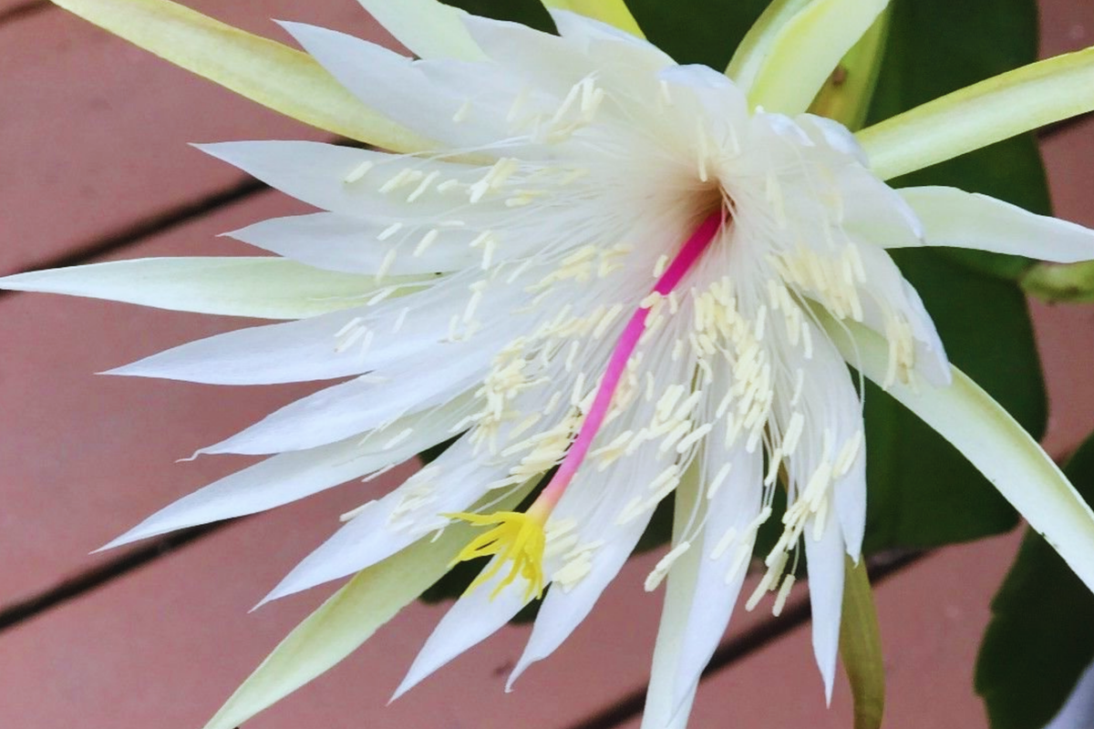 Epiphyllum Hookeri Strictum Cutting | Orchid Cactus Succulent | White Flower | Easy Care Propagation Plant