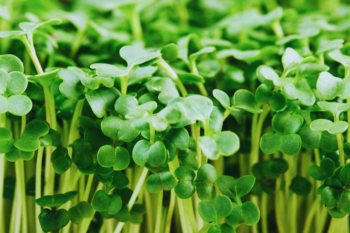 Broccoli Microgreen Seeds 3oz Non-GMO Heirloom Brassica oleracea USA Grown Ideal for Indoor Gardening