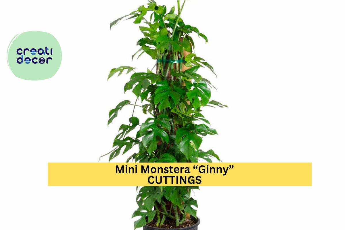 Christmas Cactus Starter Plant - Miss Shimano - Schlumbergera Truncata - Well-Rooted Indoor Cactus for Holiday Decor