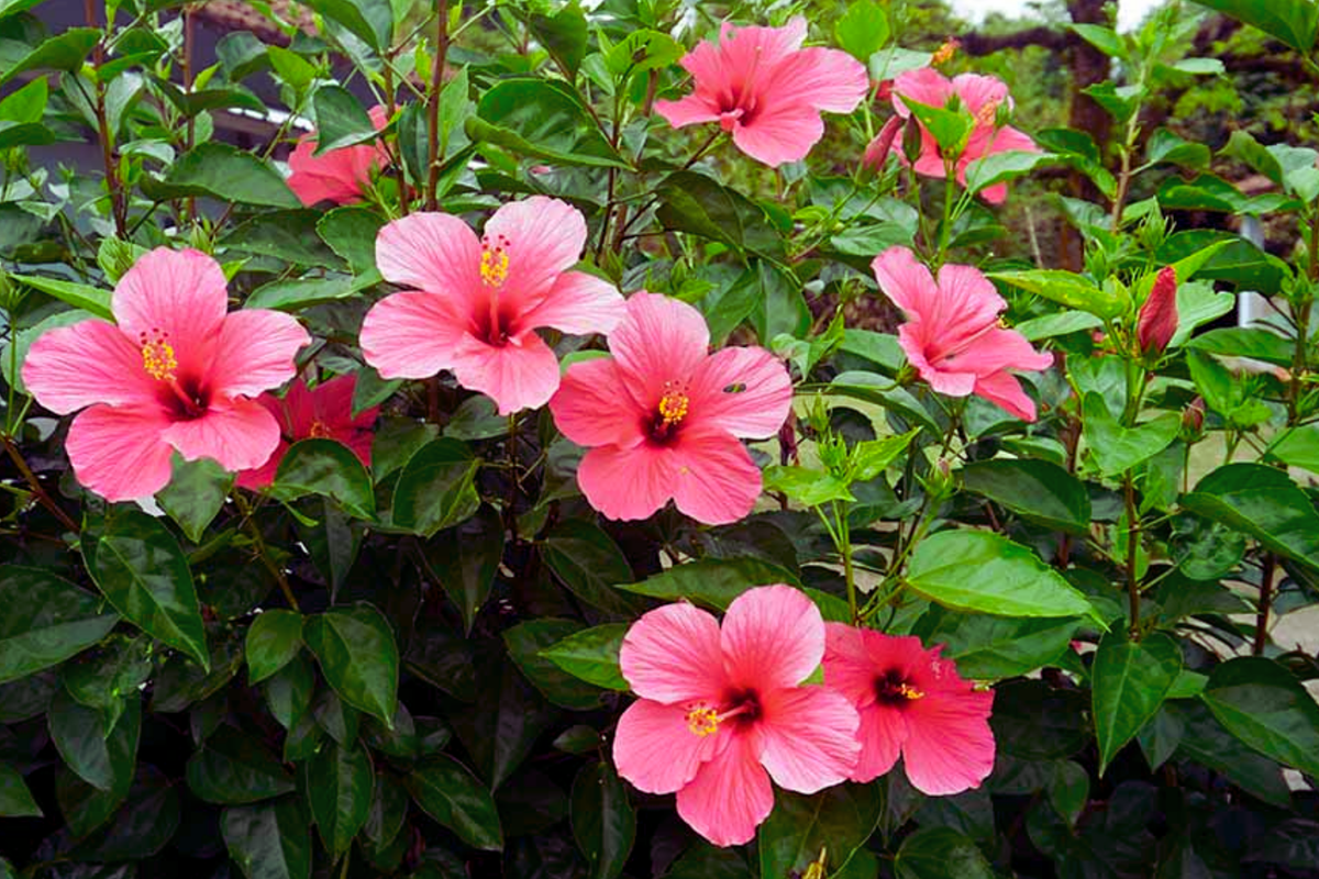 Hibiscus Cuttings 8" Stems Hawaiian Pink Branches Hibiscus rosa-sinensis for Garden Planting and Propagation