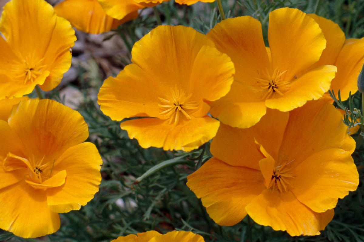 California Poppy Seeds - 30 Seeds Golden Thai Silk - Dwarf Double Flowers - Eschscholzia californica - Home Garden