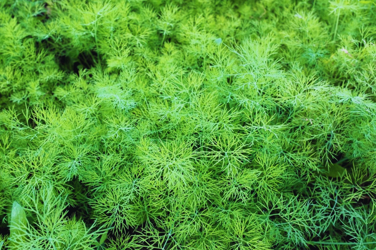Dukat Dill Seeds - 100 Pack Non-GMO Culinary Herb - Anethum graveolens - USA Grown Fresh Garden Seeds