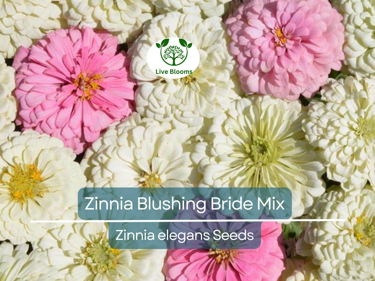 Zinnia Seeds 100 Count Blushing Bride Mix Pink & White Non-GMO Zinnia elegans for Weddings and Pollinator Gardens
