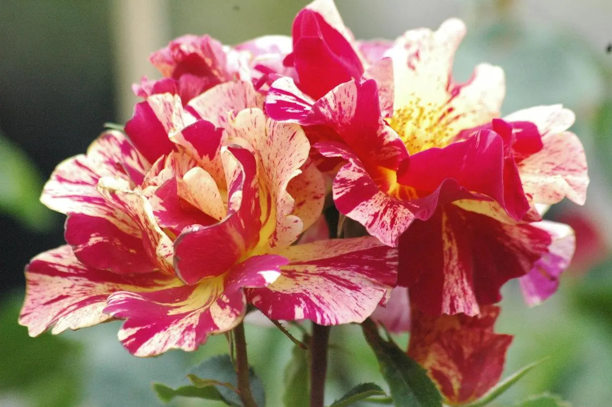 Super Rare Degas Rose Cuttings - 3 Unrooted Cuttings | Rosa ‘Degas’ Striped Yellow-Red Rose for Rooting or Grafting