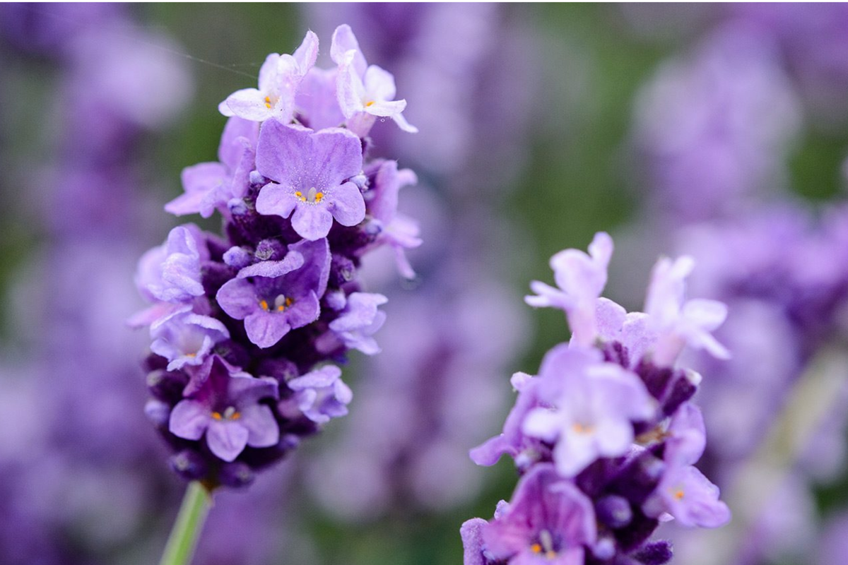 Lavender Seeds 20 PCS Ellagance Snow White Flowers Lavandula Angustifolia Perennial Herb Garden