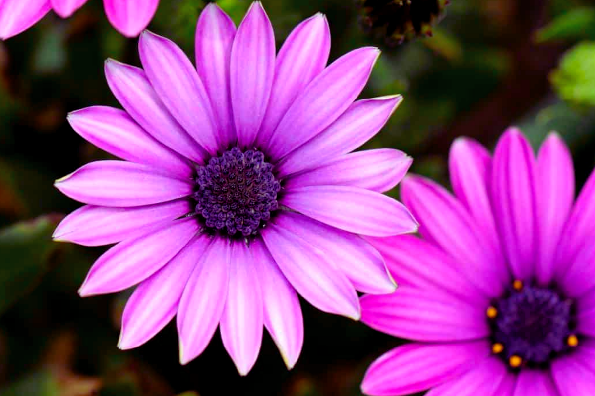 Osteospermum Flower Seeds, 40 PCS, Mixed Colors, Perennial Daisy-Like Blooms, Osteospermum spp., Easy to Grow Garden Seeds