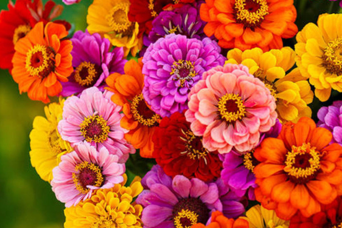 California Giants Gerbera Daisy Seeds - 200+ Premium Seeds, Vibrant Mix of Colors, Gerbera jamesonii, Cut Flower Garden