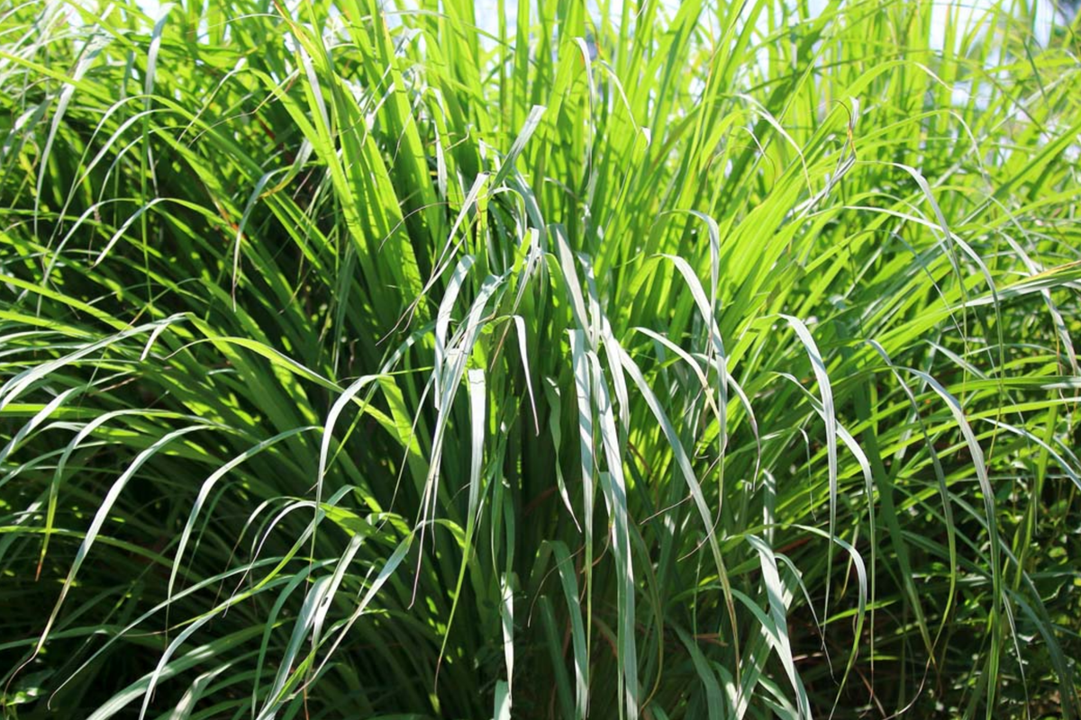 Lemon Grass Seeds 100 Count | Cymbopogon flexuosus | Aromatic Herb for Cooking & Tea | Easy to Grow Perennial