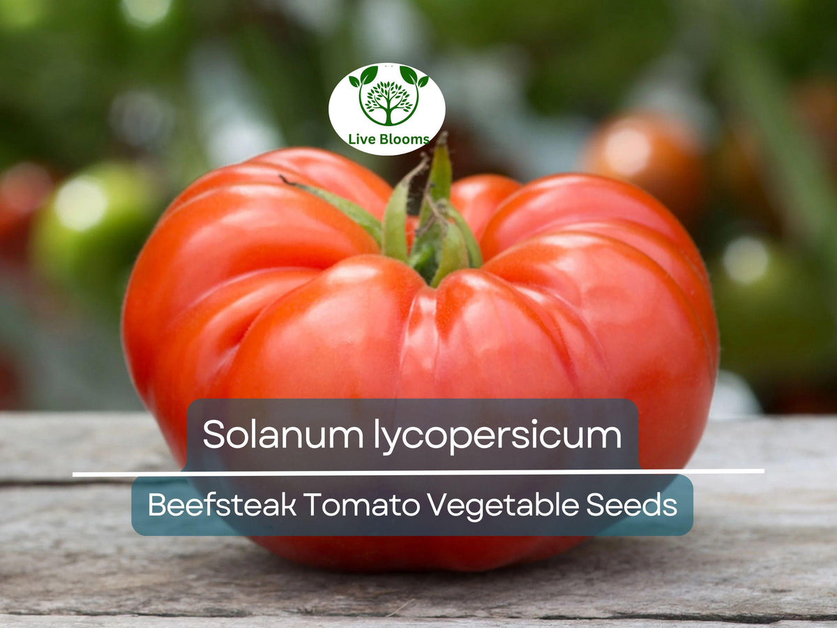 Beefsteak Tomato Seeds 300 mg | Heirloom Solanum lycopersicum | Large Juicy Tomatoes for Slicing & Sandwiches