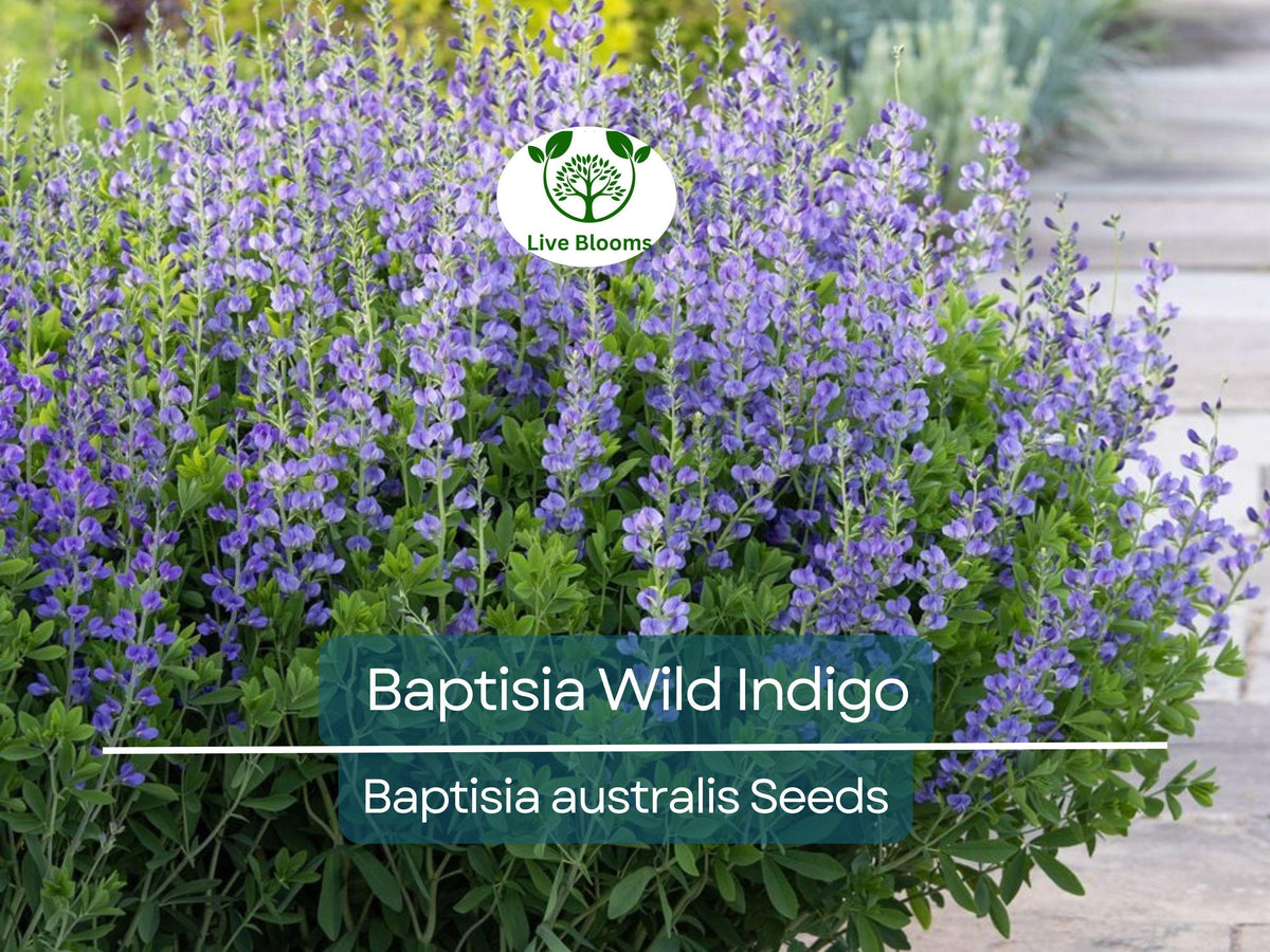 50 Seeds BAPTISIA Wild Indigo, Blue Flowers, Butterfly Host Plant, Non-GMO, Perennial, Native Plant (Baptisia australis)