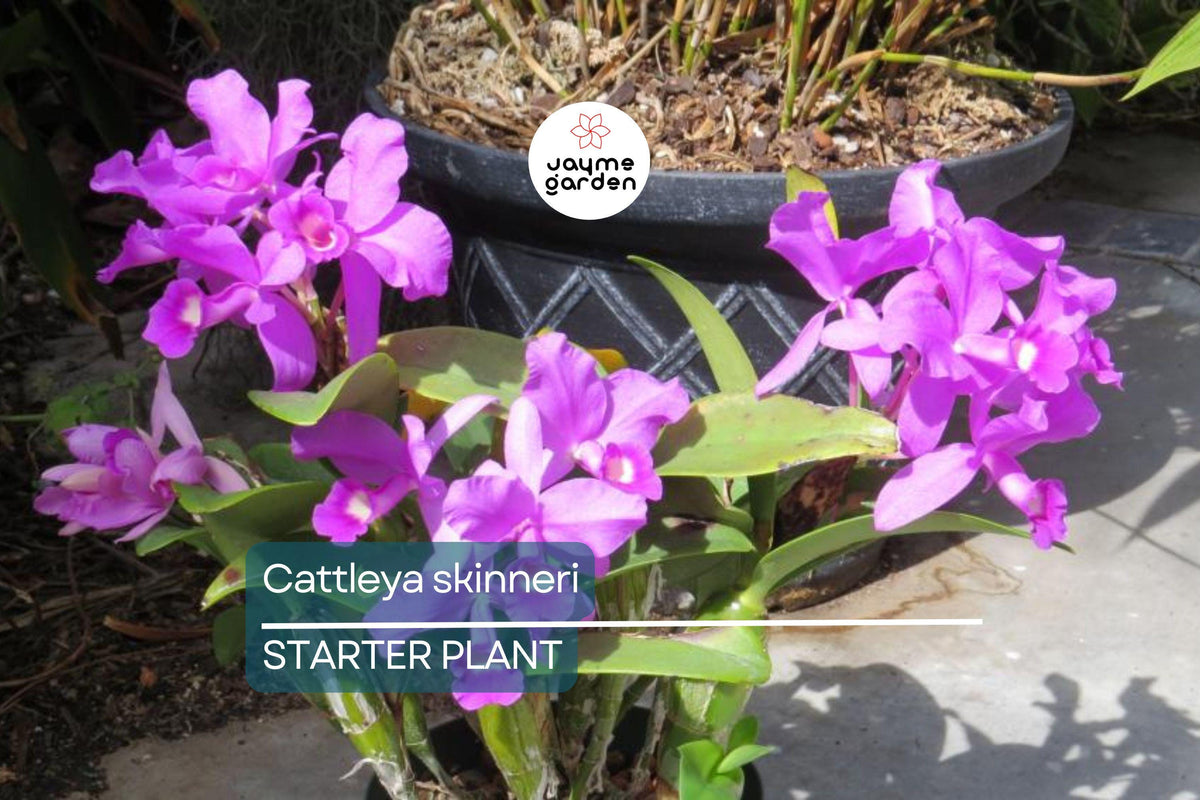 Christmas Cactus Starter Plant - Miss Shimano - Schlumbergera Truncata - Well-Rooted Indoor Cactus for Holiday Decor