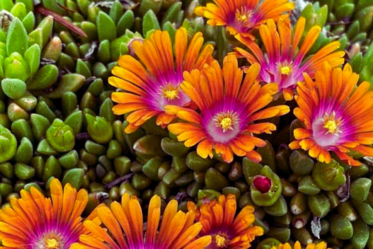 Ice Plant Mix Seeds - 400 Seeds - Colorful Daisy-Like Flowers - Mesembryanthemum Ground Cover for Xeriscaping