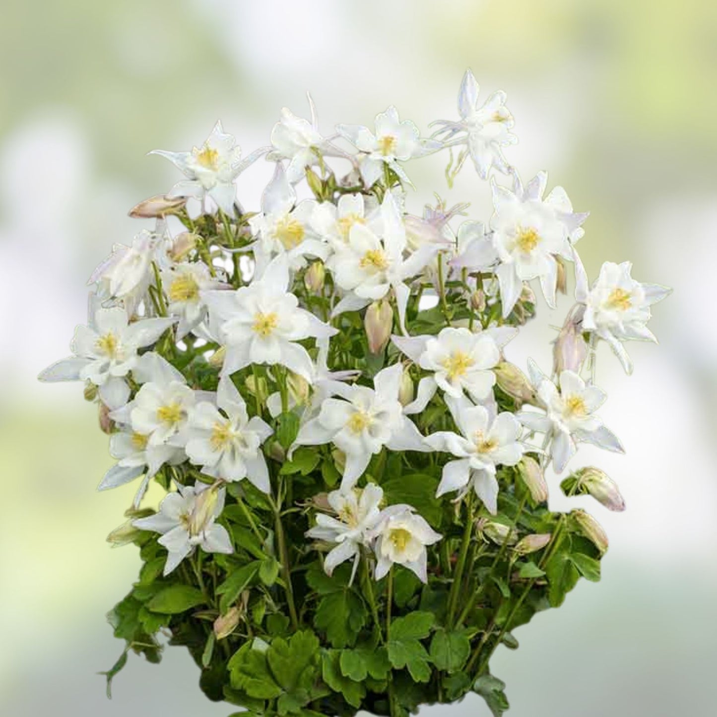 Crystal Star Columbine Seeds | 50-1,000 Non-GMO Seeds | Aquilegia caerulea | Free Shipping