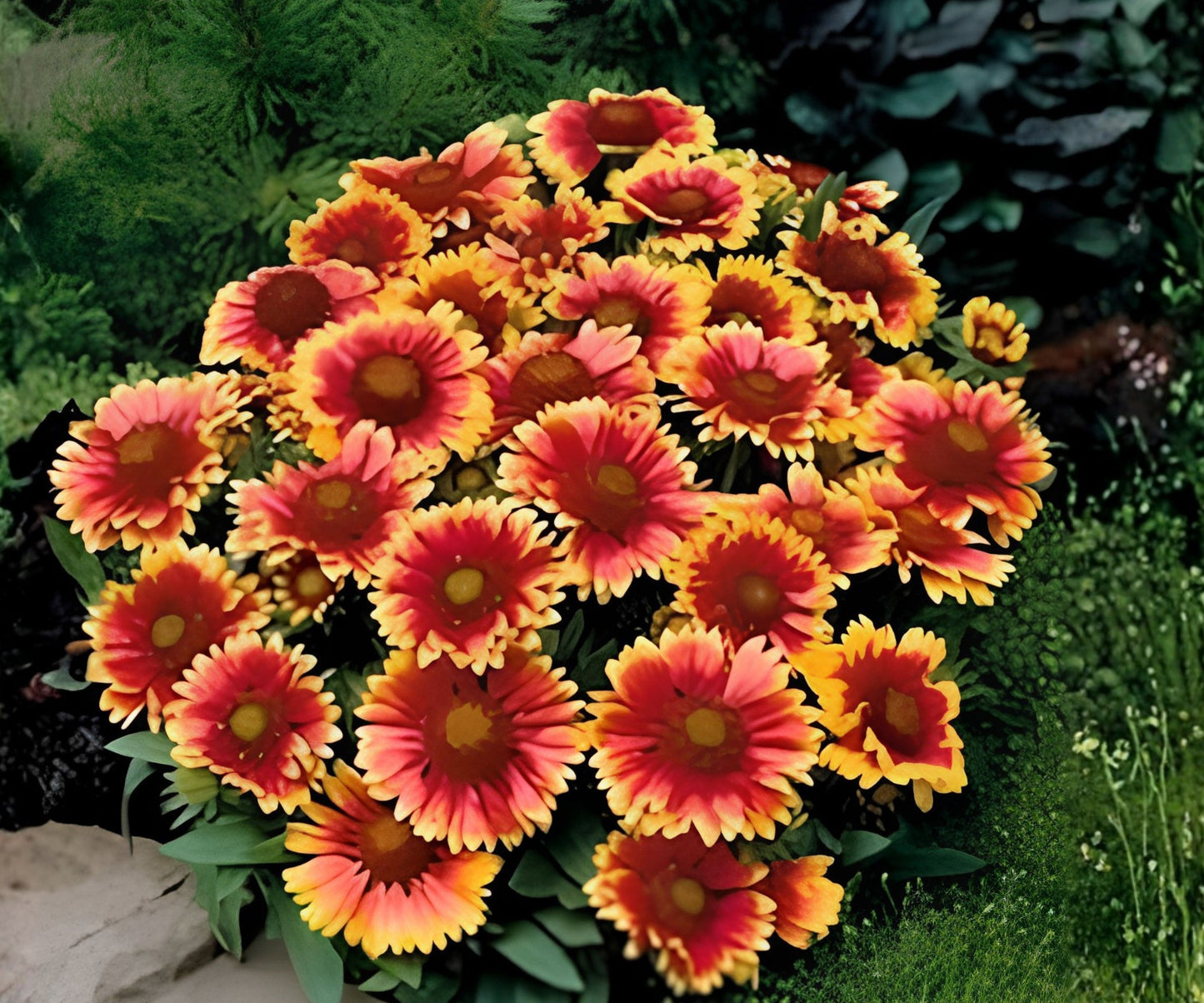 Golden Joy Blanket Flower Seeds - 200 Non-GMO Flower Seeds - Gaillardia aristata - Vibrant Yellow Blooms for Gardens