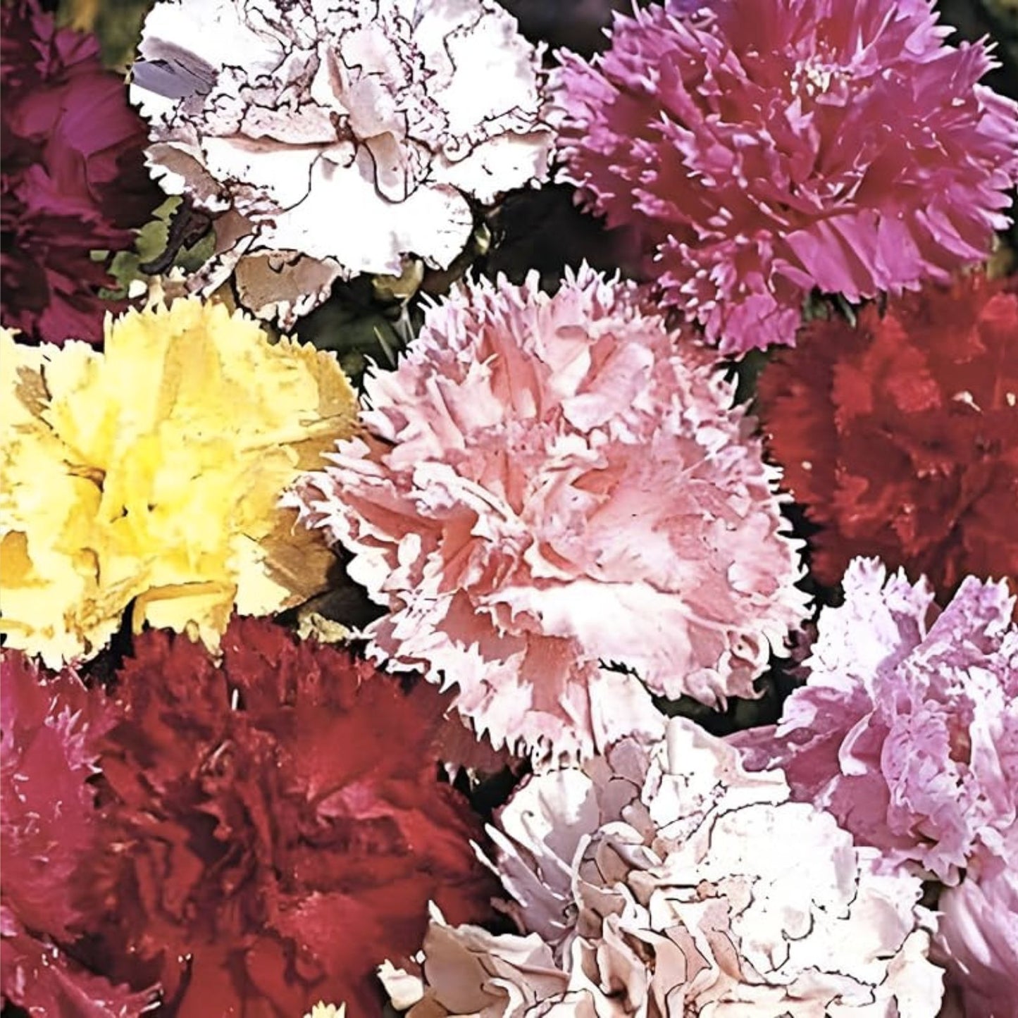 Double Picotee Mix Carnation Seeds - Non-GMO Flower Seeds for Garden - Dianthus caryophyllus