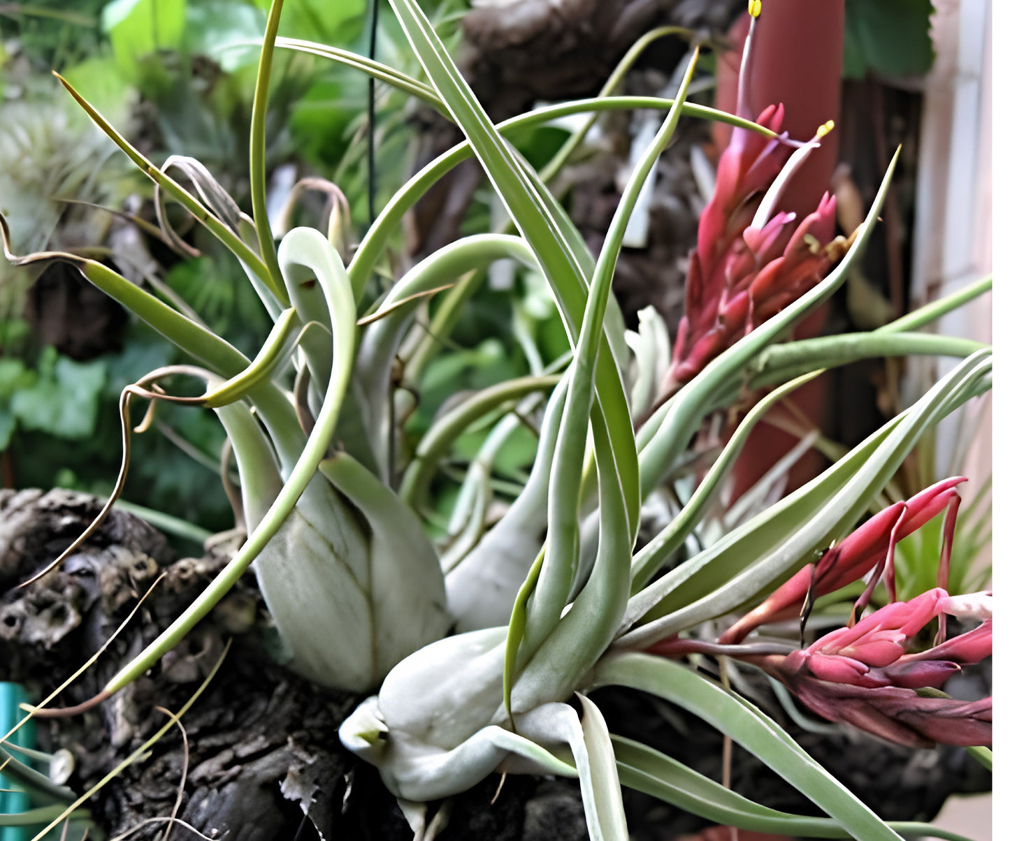 5 Pack Caput Medusae Air Plants - Exotic Low Maintenance Tillandsia - Unique Indoor Plant Decor