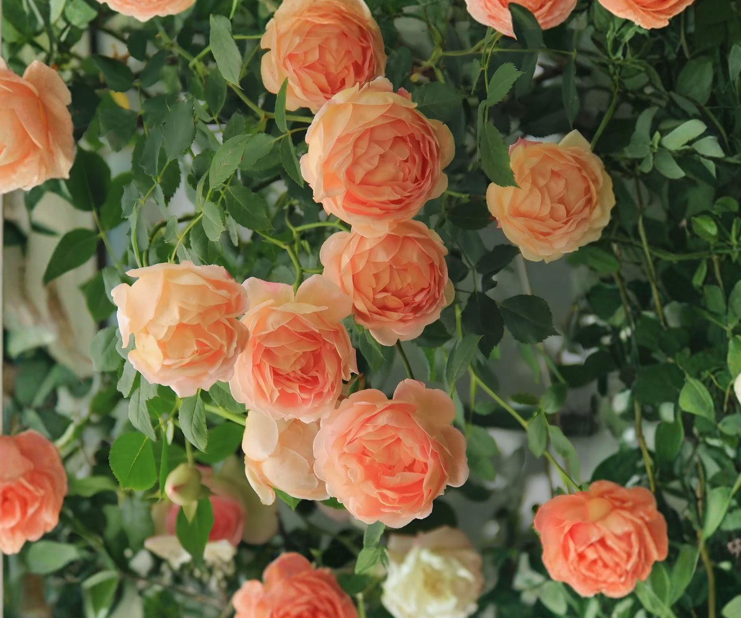 Climbing Lady of Shalott Rose, Live Plant, Own Root, Rosa 'Lady of Shalott'