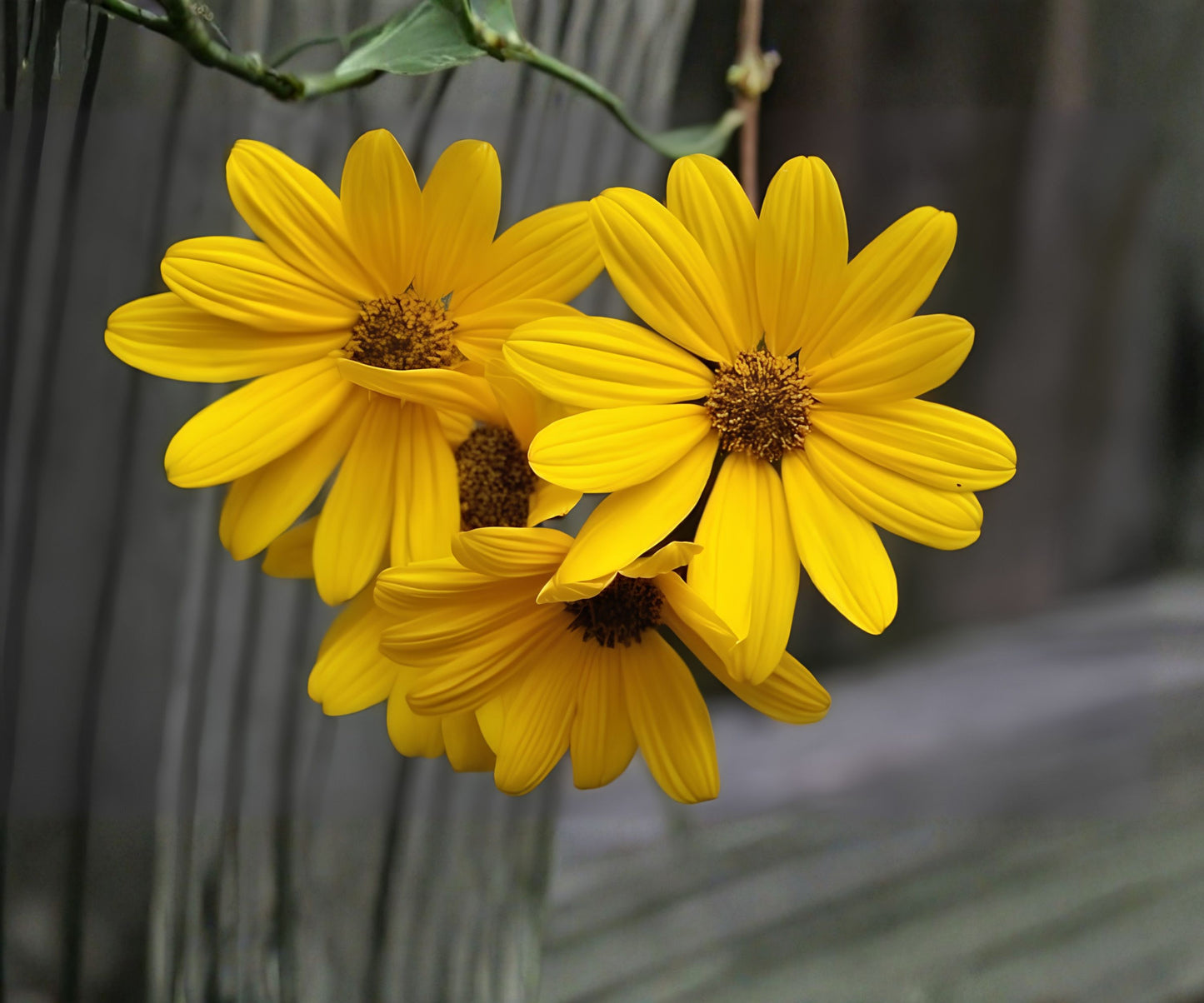 Swamp Sunflower Seeds - Helianthus angustifolius - Late-Season Blooms - Drought-Resistant Flowering Plant Seeds