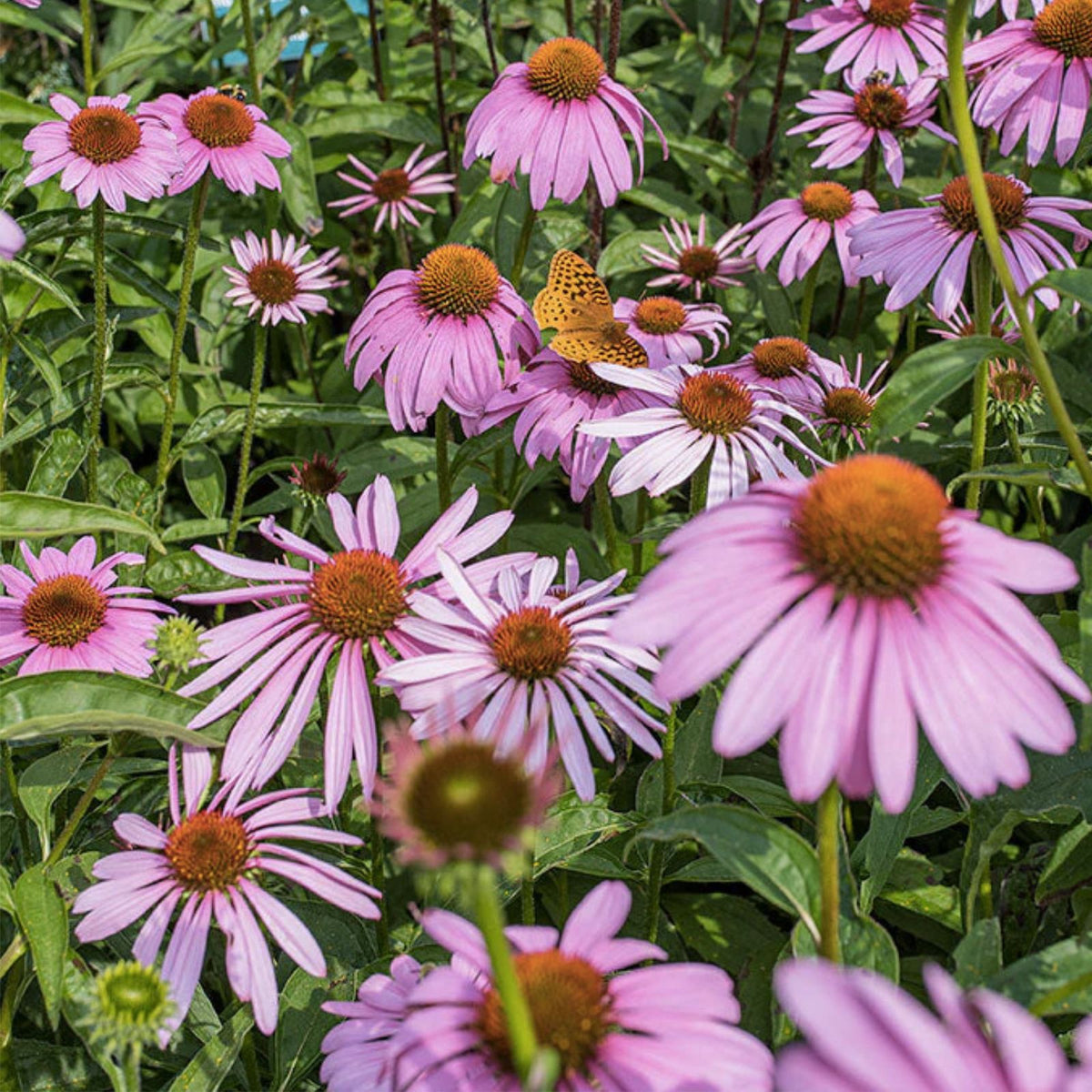Echinacea Coneflower Seeds - 1000+ Double Flower Perennial Seeds for Planting - Echinacea purpurea