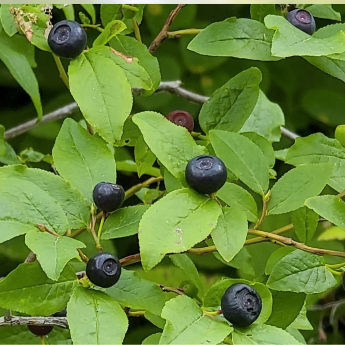 Azure Huckleberry Seeds - Non-GMO Flower Seeds - 125 Count - Vaccinium membranaceum
