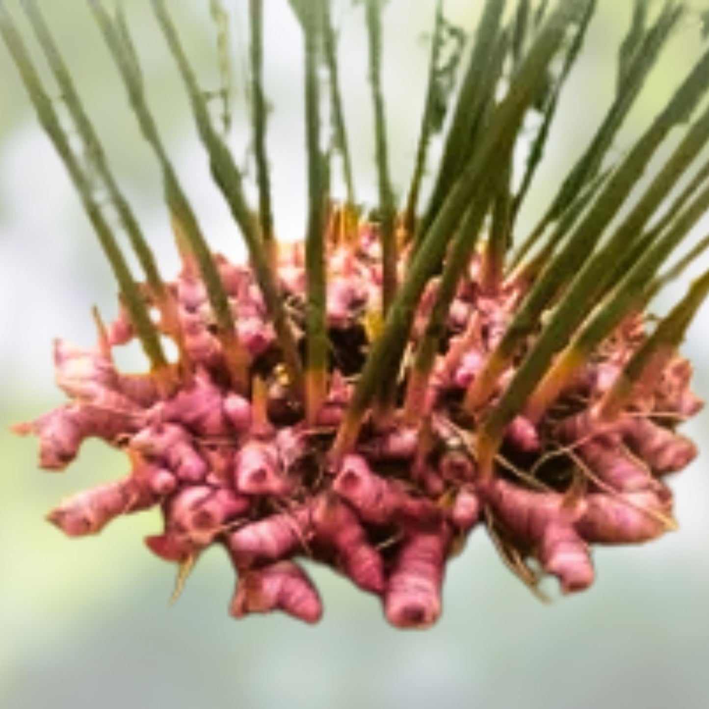 Live Spice Ginger Plant, Rooted Alpinia galanga, White Pink Flowers, Culinary Herb for Gardens and Indoor Use