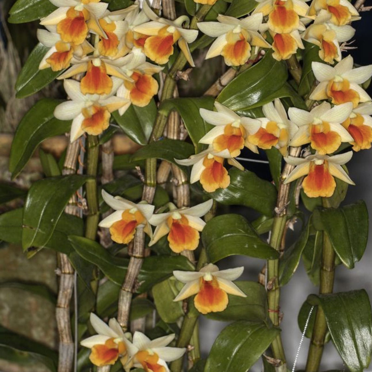 Orchid Plant 2 Rooted Short Stem Den Frosty Dawn (Dendrobium) - Elegant Flowering Houseplant for Home Decor