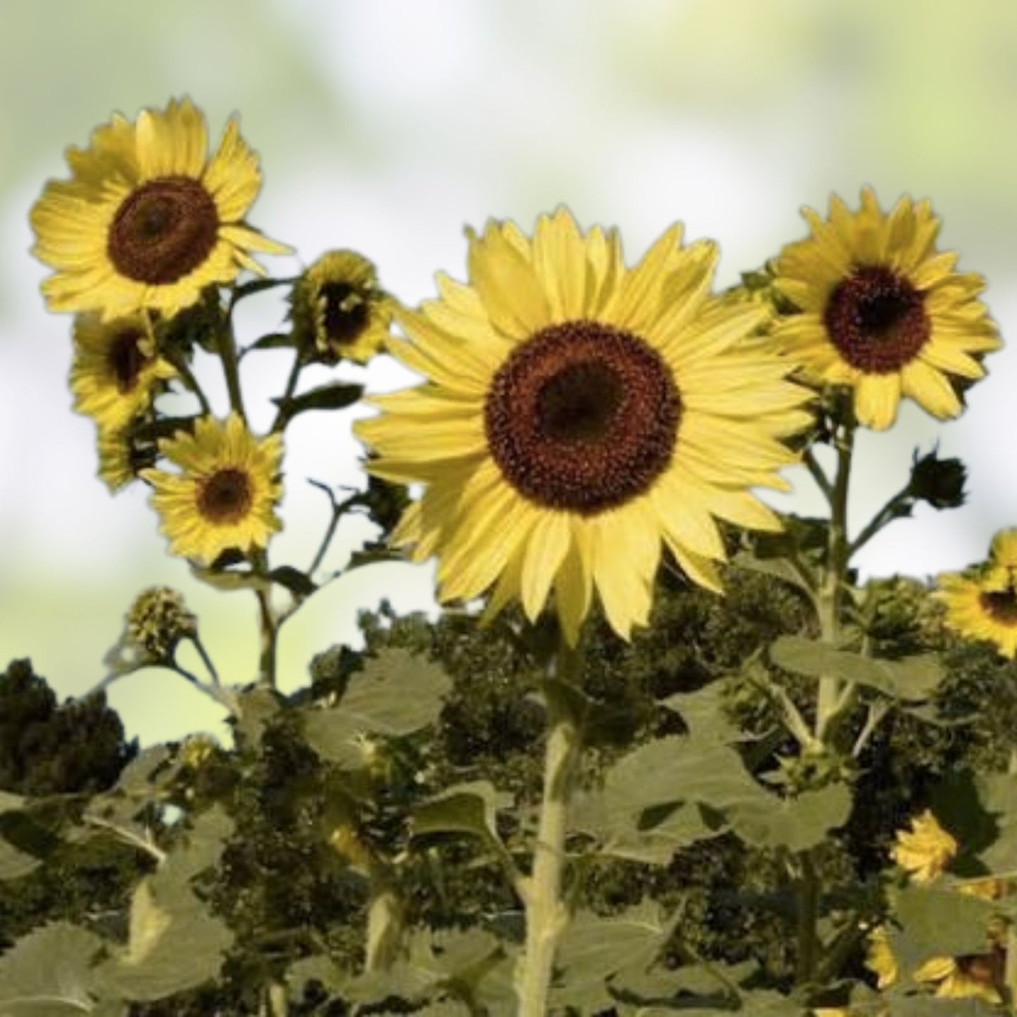 Lemon Queen Sunflower Seeds 50+ Pack | Bright Yellow Helianthus annuus | Live Plant, Starter, Cutting, Bare Root