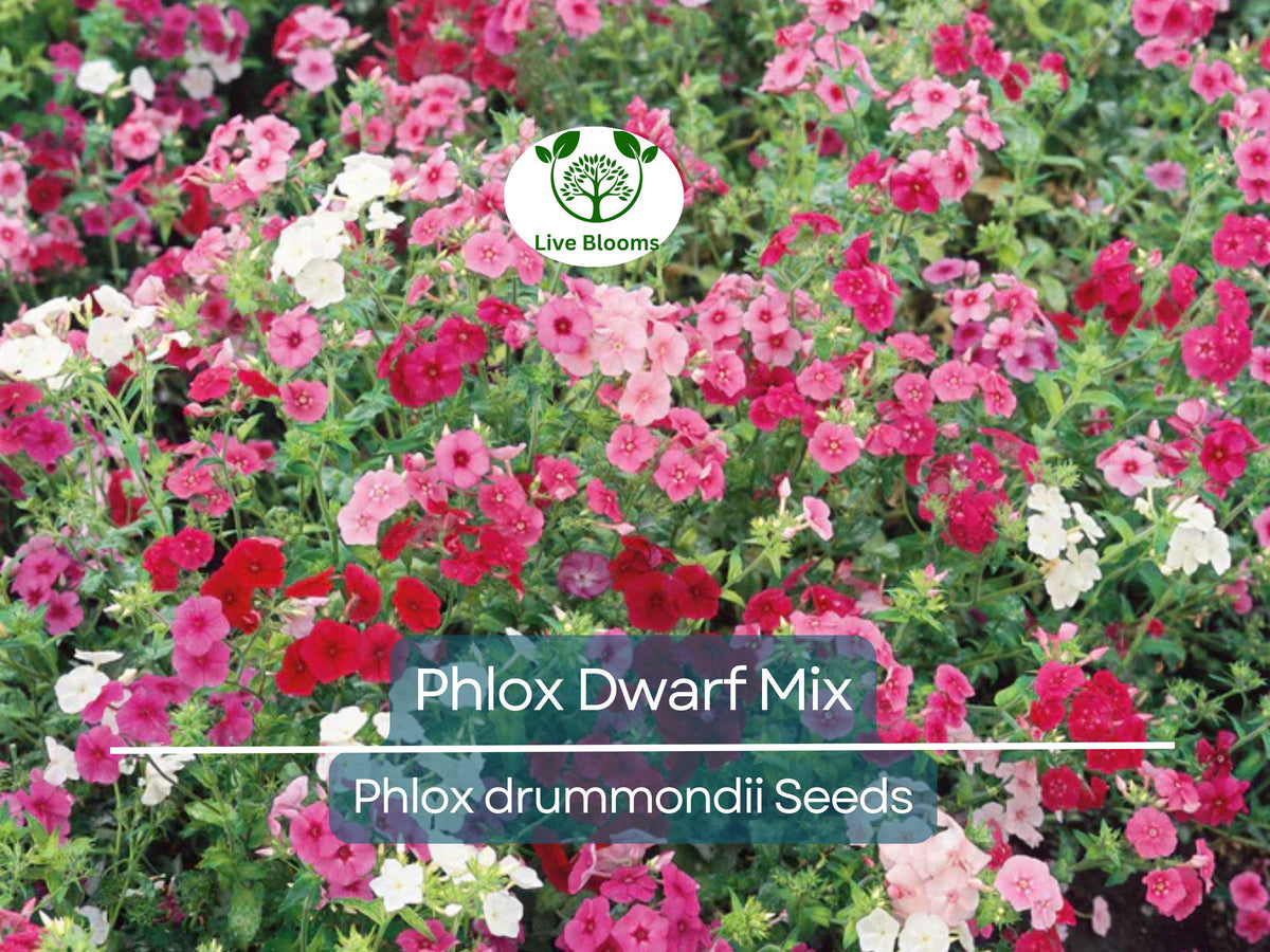 Periwinkle Vinca Ground Cover Live Plants Set of 12 - Vinca Minor - Low Maintenance Spreading Plants with Blue Flowers