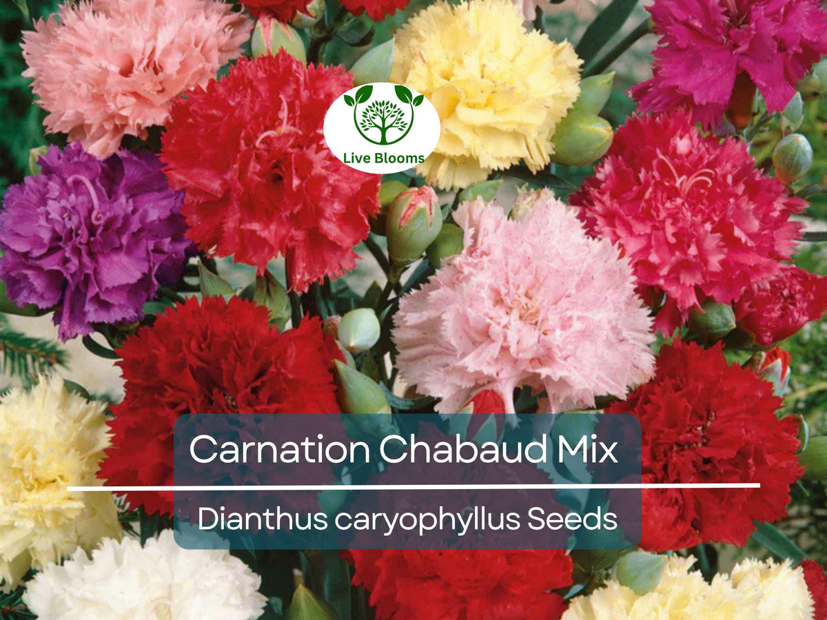Carnation Chabaud Mix Seeds - 100 Non-GMO, Fragrant, Pollinator-Friendly, Vibrant Color Cut Flowers for Garden & Bouquets