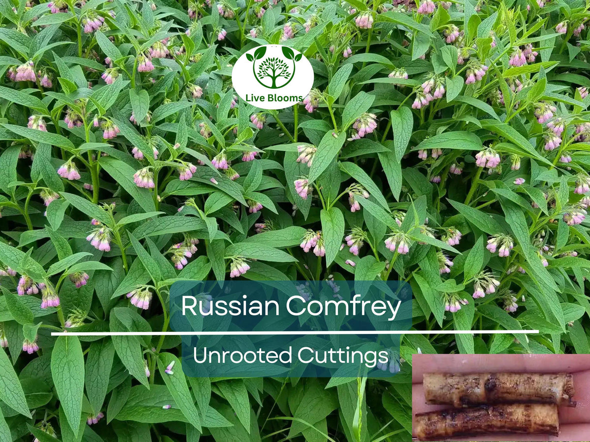 Russian Comfrey Unrooted Cuttings - Bocking 14 Cultivar, Symphytum x uplandicum, Organic Herb for Fertilizer & Gardening
