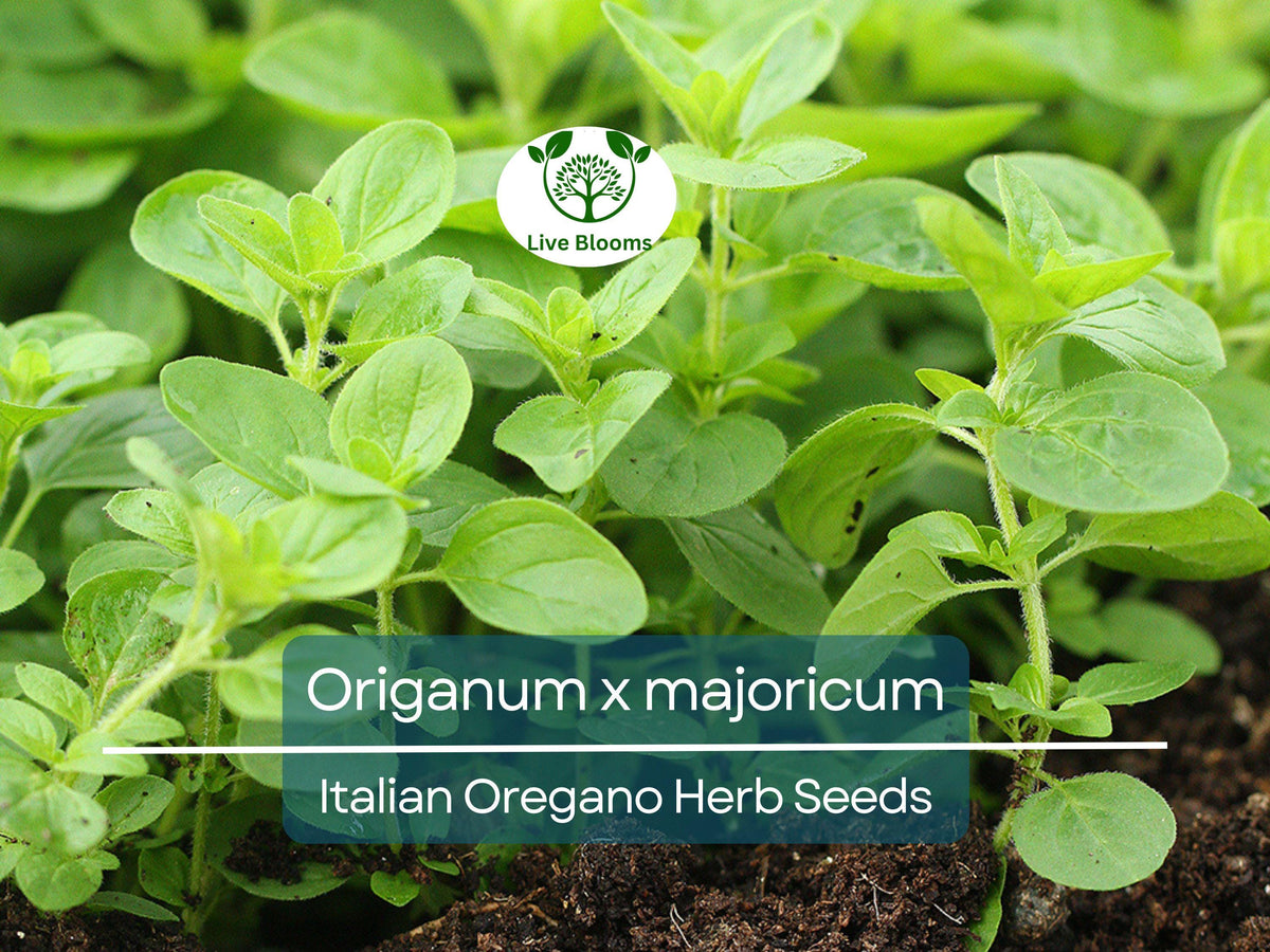 100 Italian Oregano Seeds for Planting, Aromatic Herb for Cooking, Mediterranean Dishes, Origanum x majoricum
