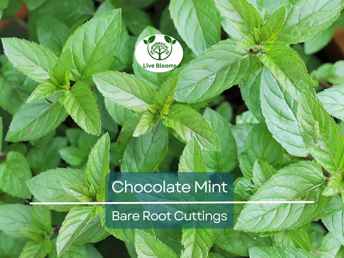 Chocolate Mint Bare Root Cuttings - 3 Pack, Fresh Aromatic Herb, Mentha x piperita for Tea & Cooking, Sweet Flavor