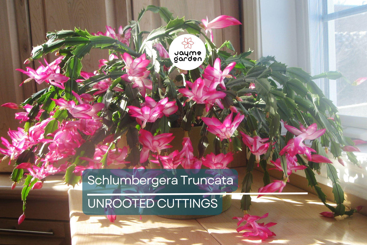 Christmas Cactus Starter Plant - Miss Shimano - Schlumbergera Truncata - Well-Rooted Indoor Cactus for Holiday Decor