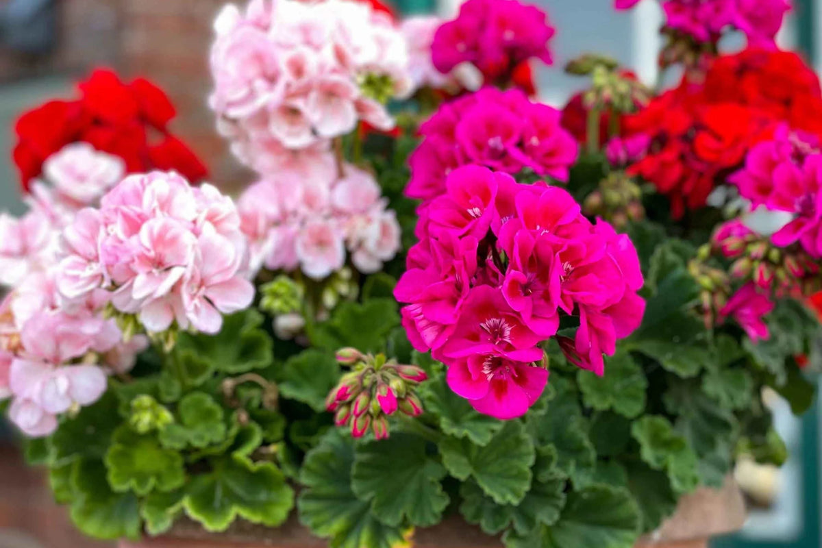 Maverick Mix Geranium Seeds - 25+ Colorful Flower Seeds, Pelargonium × hortorum, Easy to Grow for Containers & Gardens