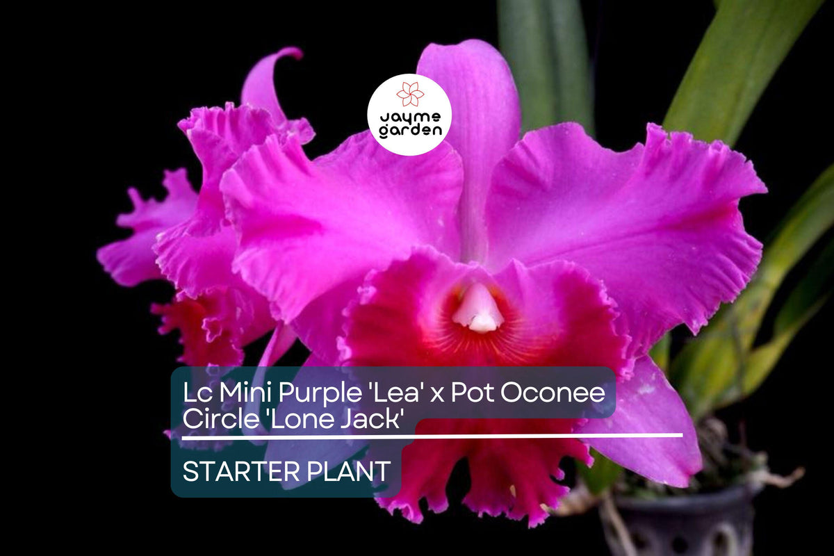 Christmas Cactus Starter Plant - Miss Shimano - Schlumbergera Truncata - Well-Rooted Indoor Cactus for Holiday Decor