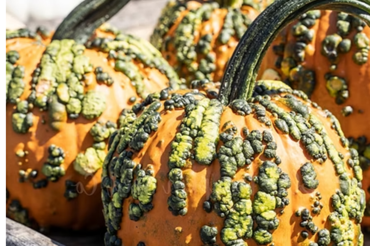 Goosebumps Pumpkin Seeds - 20 Seeds - F1 Hybrid - Bright Orange Warted - Cucurbita pepo - Ideal for Fall Gardening