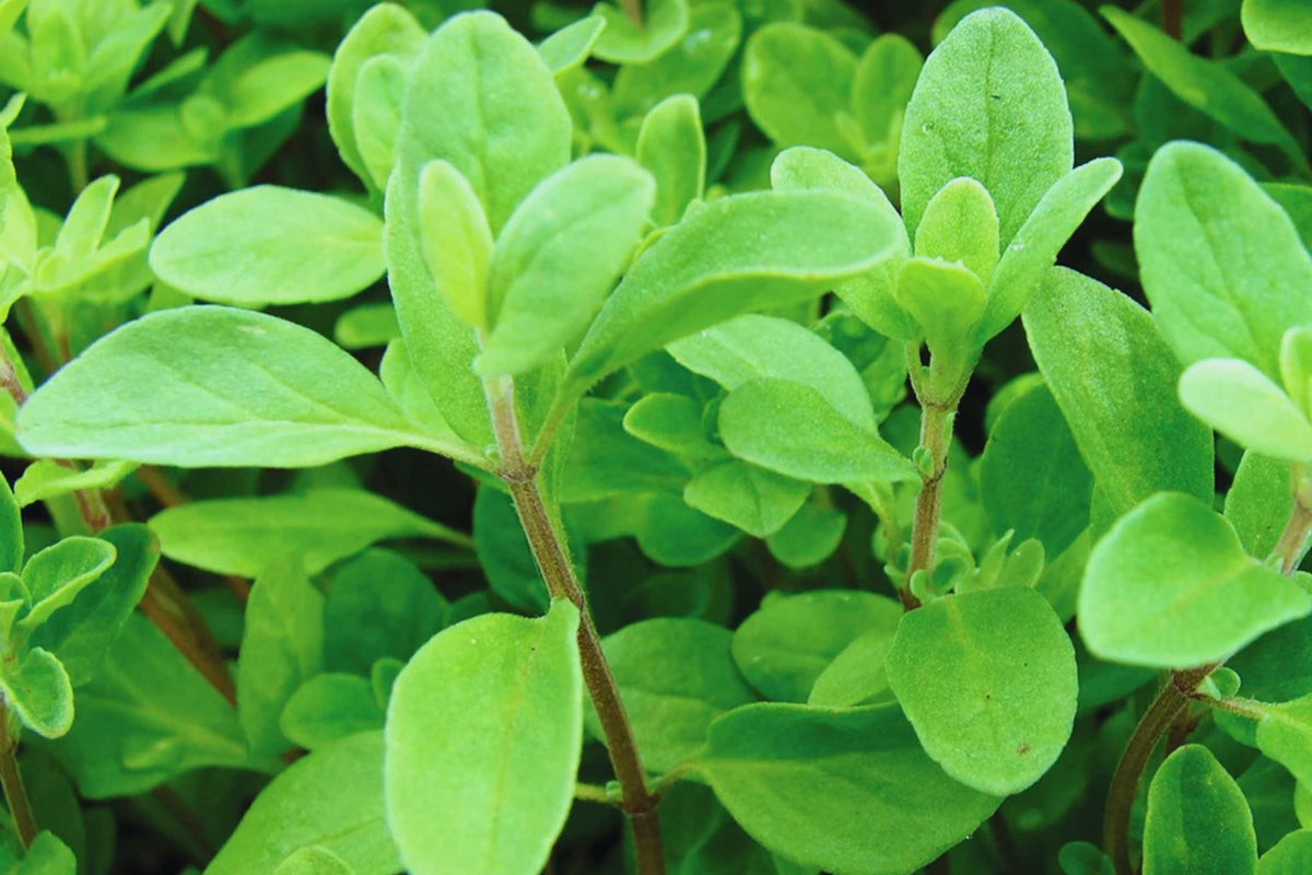 Sweet Marjoram Herb Seeds | Non-GMO | Culinary Flavor | Origanum majorana | 200 Seeds for Home Gardening