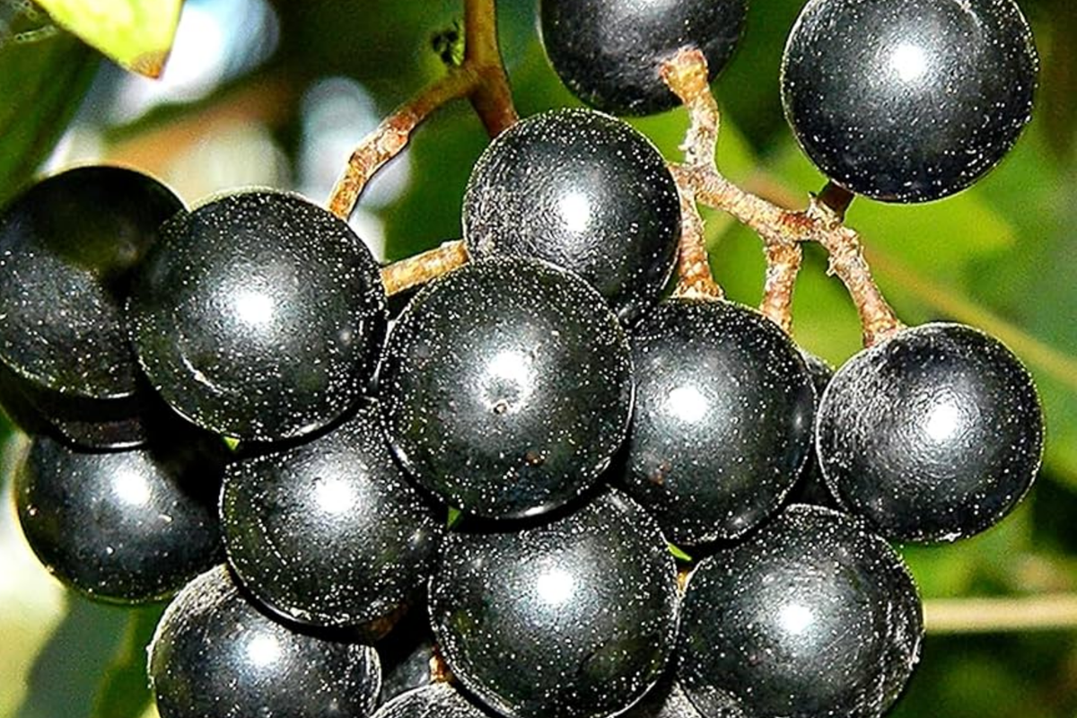 20 Seeds Carlos Bronze Muscadine Grape Vitis rotundifolia E165.5 for Home Gardening in Zones 7-10, Easy to Grow Grapes