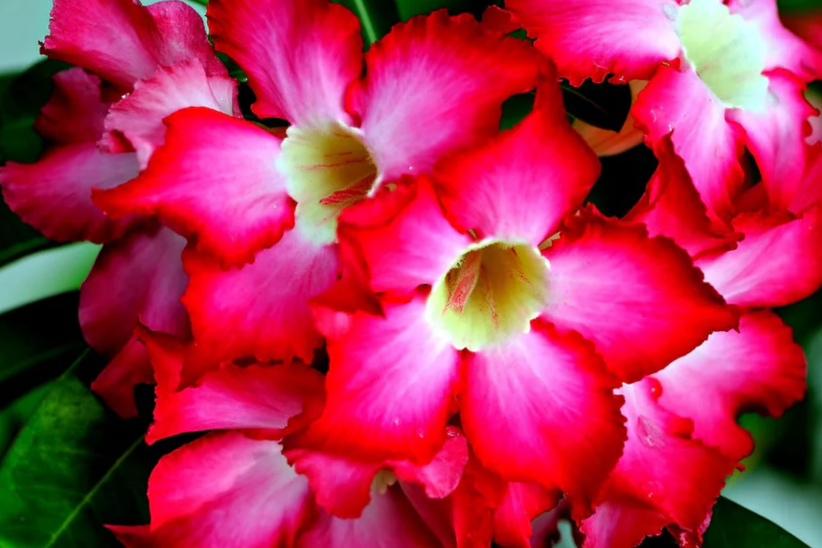 10 PC Desert Rose Seeds, Mixed Colors, Adenium obesum, Indoor Bonsai Gardening Supplies, Rare Flowering Plant Seeds