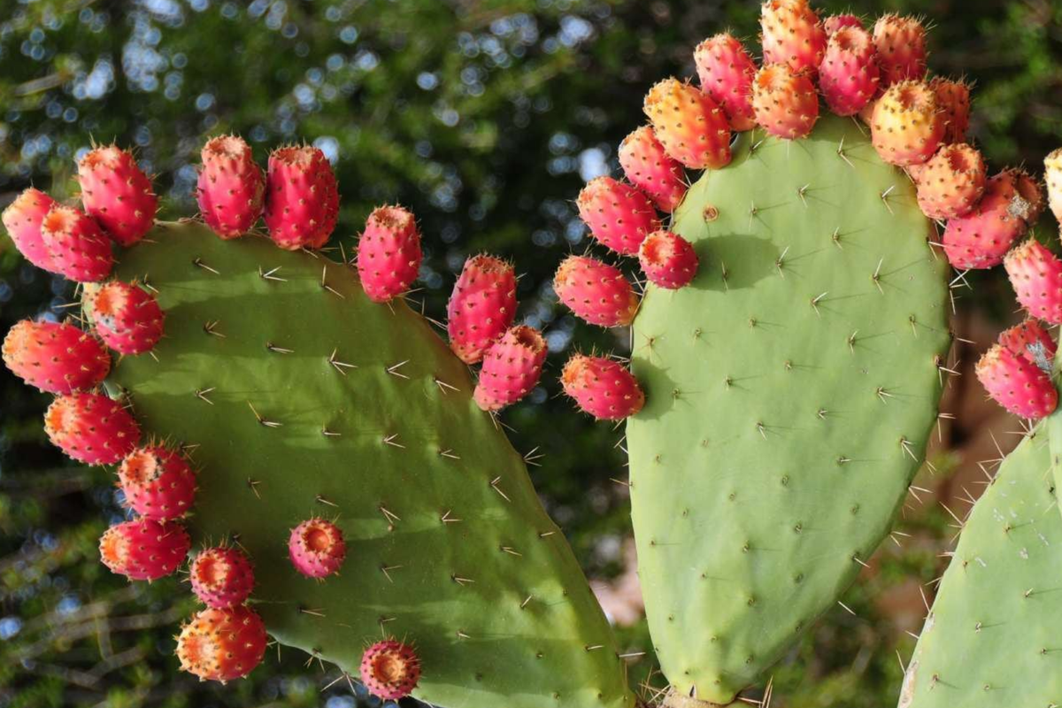 Prickly Pear Cactus Seeds - 50 PCS Opuntia Species Mix - Opuntia engelmanii, aciculata, rufida, macrocentra, paraguayensis