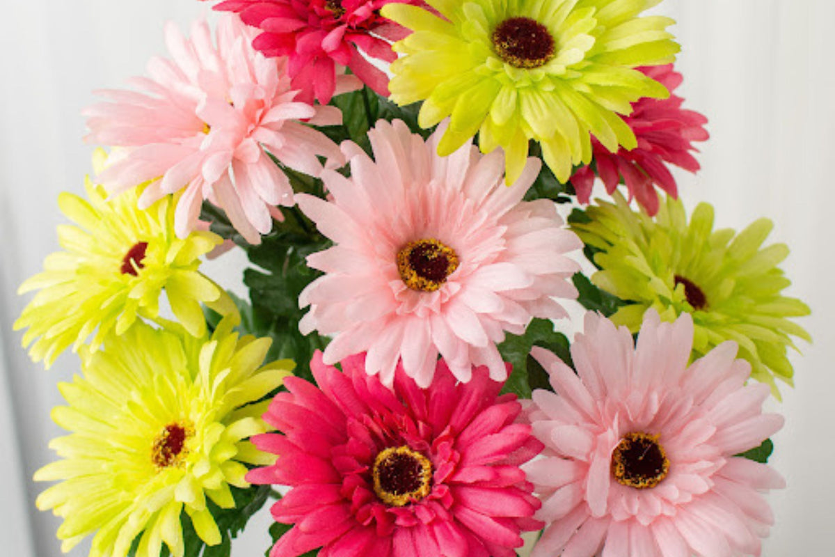 White & Pink Gerbera Daisy Seeds, 200+ Premium Seeds, Pollinator-Friendly, Gerbera jamesonii, Cut Flower Garden