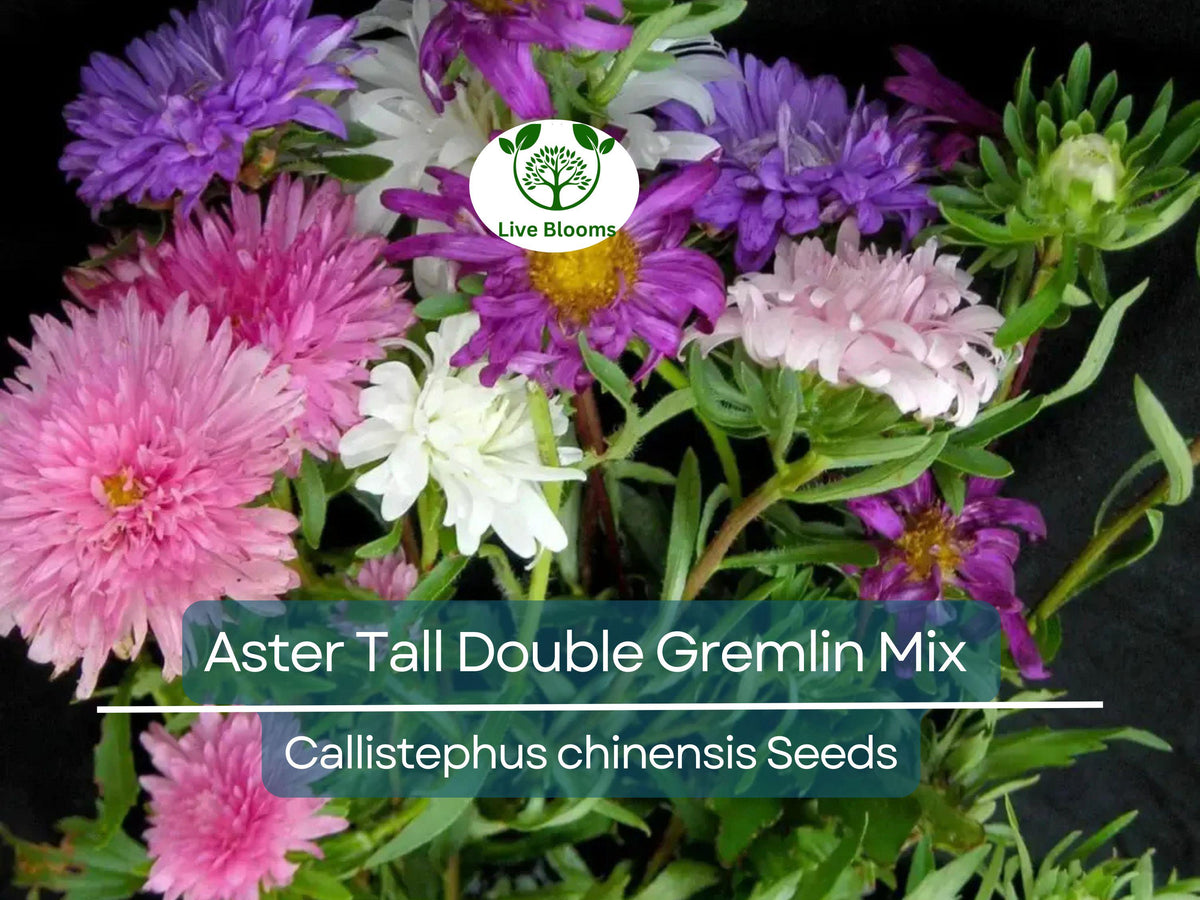 20 Seeds Aster Tall Double Gremlin Mix, Non-GMO Perennial Flowers, Aster novi-belgii, Vibrant Blooms for Sun/Part Shade Gardening