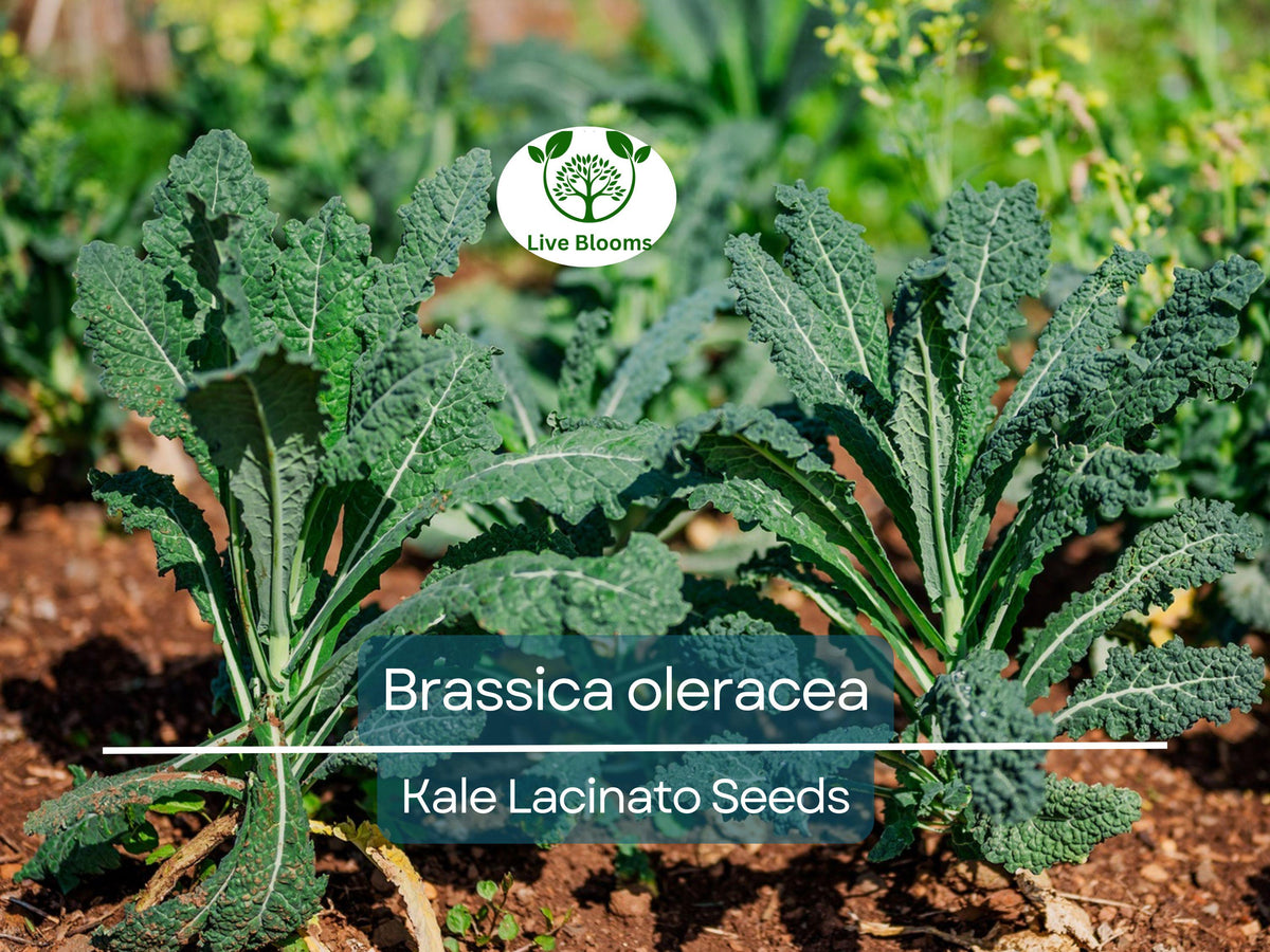 250 Lacinato Kale Seeds - Dinosaur Kale (Brassica oleracea) - Nutritious Organic Greens for Cooking & Smoothies
