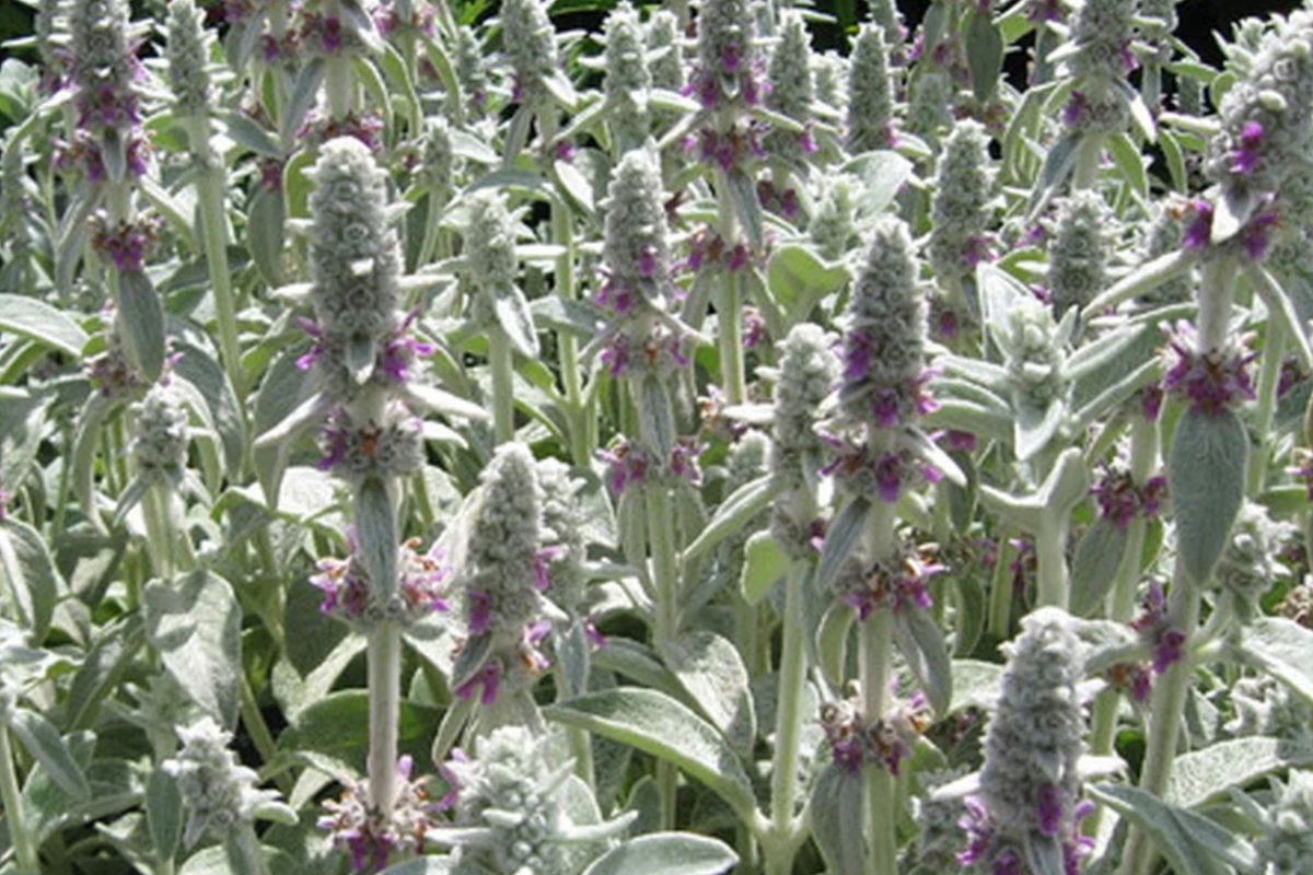 100 Seeds Lamb's Ear Ground Cover, Drought Tolerant Perennial, Silvery Leaves, Lilac Blooms, Stachys byzantina lanata